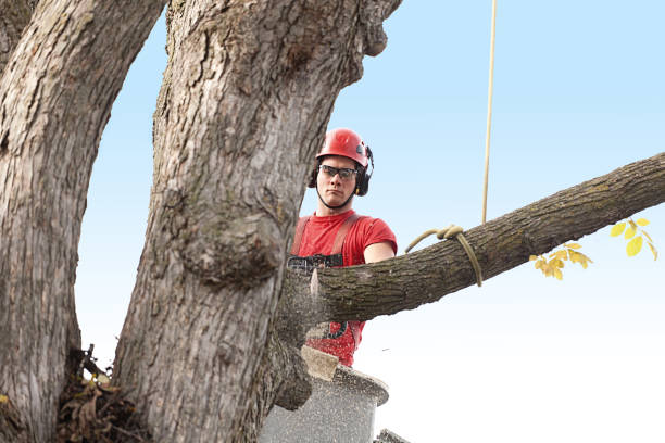 Best Fruit Tree Pruning  in Mena, AR